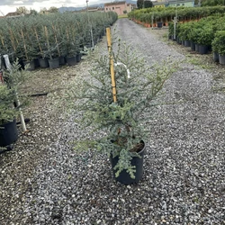 Kék csüngő atlasz cédrus CEDRUS ATLANTICA GLAUCA SINPHONYE (CONO) 100/+ K