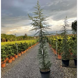 Kék himalájai cédrus  CEDRUS DEODARA BUSH ELECTRA 250/+ K45