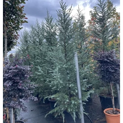Kék himalájai cédrus  CEDRUS DEODARA BUSH ELECTRA 250/+ K80