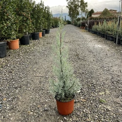 Oszlopos, kék arizoniai ciprus CUPRESSUS ARIZONICA FASTIGIATA 60/+ K3