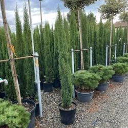 Európai ciprus   CUPRESSUS SEMPERVIRENS TOTEM 120/150 K18