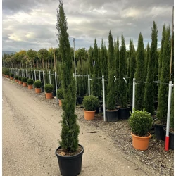 Európai ciprus   CUPRESSUS SEMPERVIRENS TOTEM 150/170 K30