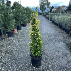 Japán kecskerágó EUONYMUS JAPONICUS ELEGANTISSIMUS AUREUS 100/+ K18