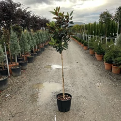 Örökzöld liliomfa MAGNOLIA GRANDIFLORA LITTLE GEM T80 K15