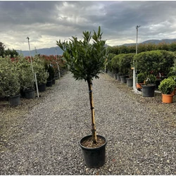 Keskenylevelű babérmeggy   PRUNUS LAUROCERASUS OTTO LUYKEN T1/2 K20