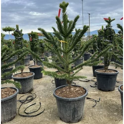 Chilei fenyő   ARAUCARIA ARAUCANA 90/100 K35
