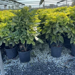 Márványos babérsom   AUCUBA JAPONICA CROTONIFOLIA GOLD K10