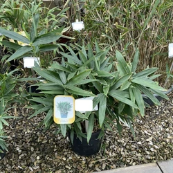 Törpe bambusz   BAMBUSA NANA LONGIFOLIA (SASA VEITCHII) K10