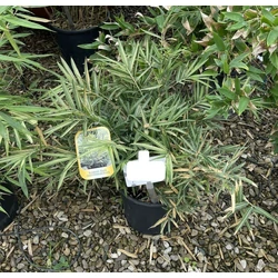 Tarka törpe bambusz  BAMBUSA NANA VARIEGATA (PLEIOB.FOR.ARGENTEOM.) K10