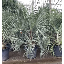 ZselépálmaBUTIA CAPITATA 125/150 K70