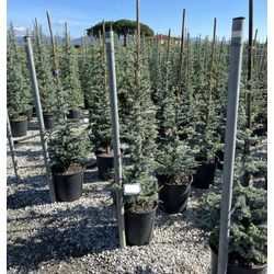 Atlasz cédrus   CEDRUS ATLANTICA SILBERSPITZ 125/150 K25