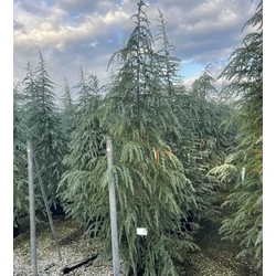 Himalájai cédrus   CEDRUS DEODARA 250/300 K70