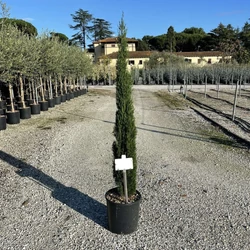 Európai ciprus   CUPRESSUS SEMPERVIRENS TOTEM K12