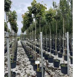 Gömbjuhar    ACER PLATANOIDES GLOBOSUM T200 8/10 K30