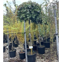 Gömbjuhar ACER PLATANOIDES GLOBOSUM T200 18/20 K70