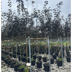 Korai juhar ACER PLATANOIDES ROYAL RED T200 8/10 K30