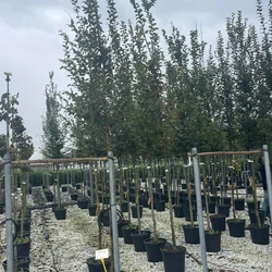 Közönséges gyertyán   CARPINUS BETULUS T200 8/10 K30