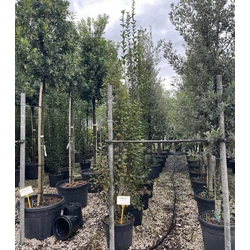 Oszlopos gyertyán CARPINUS BETULUS PYRAMIDALIS 200/225 K35
