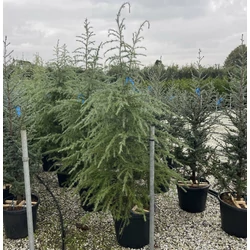 Himalájai cédrus   CEDRUS DEODARA 150/175 K35
