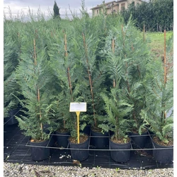 Leyland ciprus CUPRESSOCYPARIS LEYLANDII 120/130 K9
