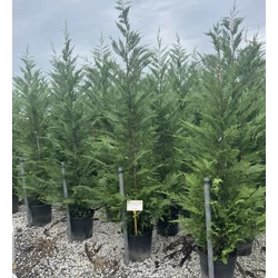 Leyland ciprus CUPRESSOCYPARIS LEYLANDII 200/250 K25