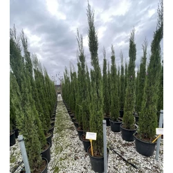 Toszkán ciprus  CUPRESSUS SEMPERVIRENS PYRAMIDALIS 200/250 K25