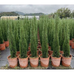 Európai ciprus   CUPRESSUS SEMPERVIRENS TOTEM 80/100 K9