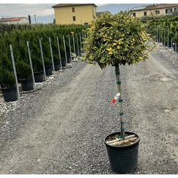 Tarka levelű ezüstfa  ELAEAGNUS EBBINGEI VIVELEG T1/2 K25