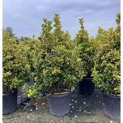 Japán kecskerágó   EUONYMUS JAPONICUS ELEGANTISSIMUS AUREUS 80/100 K25