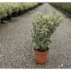 Japán kecskerágó EUONYMUS JAPONICUS BRAVO 60/80 K9