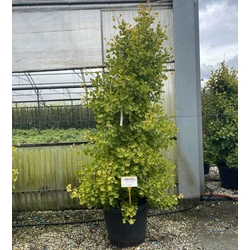 Páfrányfenyő  GINKGO BILOBA FASTIGIATA BLAGON 175/200 K70