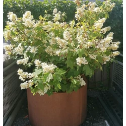 Tölgylevelű hortenzia    HYDRANGEA QUERCIFOLIA ALICE 125/150 K70