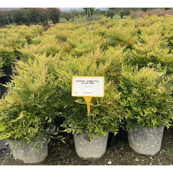 Japán szentfa   NANDINA DOMESTICA BLUSH PINK K9