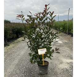 Örökzöld korallberkenye   PHOTINIA FRASERI RED ROBIN 80/100 K9