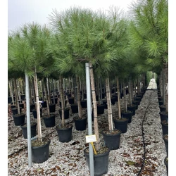 Mandulafenyő PINUS PINEA T130/150 14/16 K35