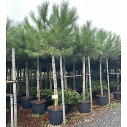 Mandulafenyő PINUS PINEA T160/180 18/20 K70