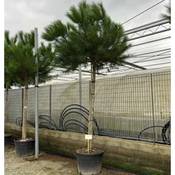 Mandulafenyő PINUS PINEA T200/250 20/25 K130