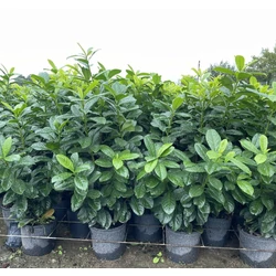 Közönséges babérmeggy   PRUNUS LAUROCERASUS NOVITA 80/100 K9