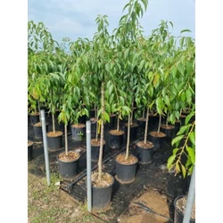 Csüngő díszcseresznye   PRUNUS SERRULATA KIKU SHIDARE ZAKURA T200 8/10 K30