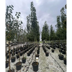 Kínai vadkörte PYRUS CALLERYANA CHANTICLEER T200 10/12 K35