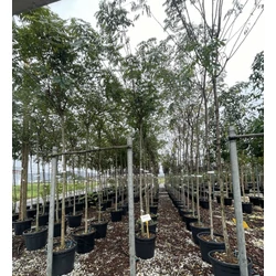 Gömbakác   ROBINIA PSEUDOACACIA UMBRACULIFERA T200 10/12 K35