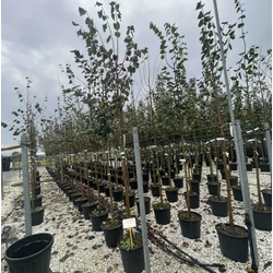 Nagylevelű hárs   TILIA PLATYPHYLLOS T200 8/10 K30