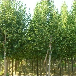 Kislevelű hárs  TILIA CORDATA GREENSPIRE T200 8/10 K30