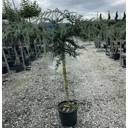 Csüngő himalájai cédrus  CEDRUS DEODARA PENDULA T1/2 K20