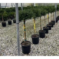 Törpe japán szugifenyő   CRYPTOMERIA JAPONICA LITTLE CHAMPION T1/4 K9