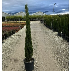 Toszkán ciprus   CUPRESSUS SEMPERVIRENS PYRAMIDALIS 80/100 K9