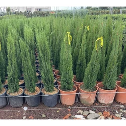Európai ciprus CUPRESSUS SEMPERVIRENS TOTEM 80/+ K9