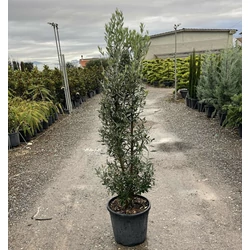 Olajfa   OLEA EUROPAEA 125/+ K20