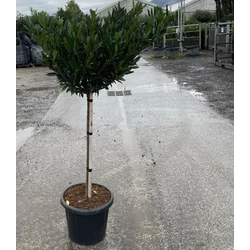 Keskenylevelű babérmeggy  PRUNUS LAUROCERASUS OTTO LUYKEN T1/2 K25