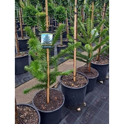 Chilei fenyő ARAUCARIA ARAUCANA 80/100 K15/18